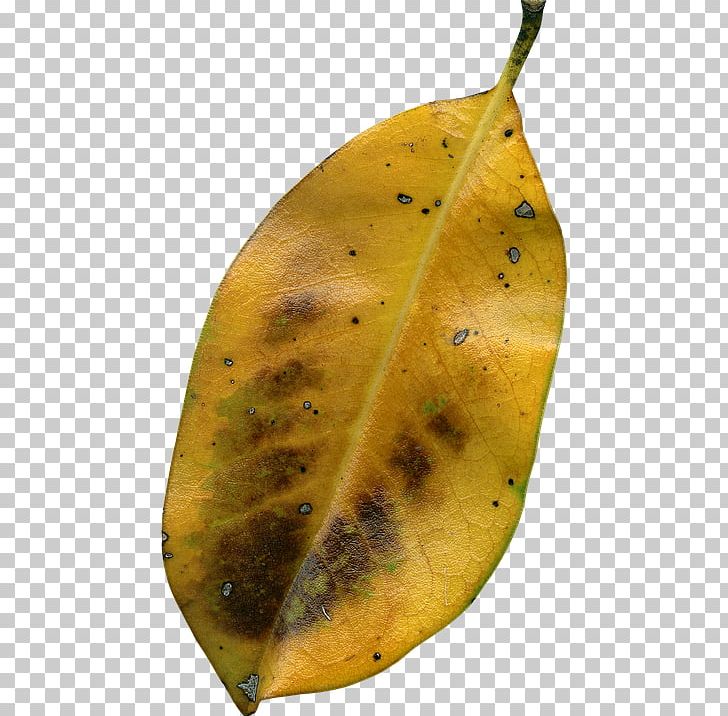Leaf Autumn File Formats PNG, Clipart, Autumn, Autumn Leaf Color, Desktop Wallpaper, Download, Fruit Free PNG Download
