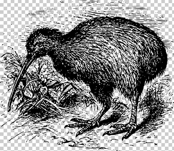 New Zealand Parrot Southern Brown Kiwi Kiwis Great Spotted Kiwi PNG, Clipart, Anatidae, Animals, Beak, Bird, Black And White Free PNG Download