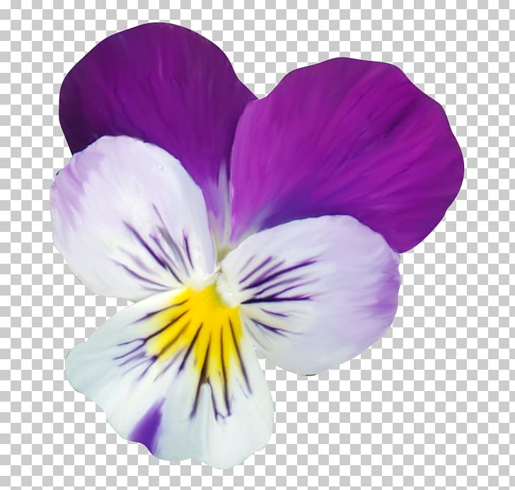 Pansy Violet Petal PNG, Clipart, Flower, Flowering Plant, Magenta, Nature, Pansy Free PNG Download