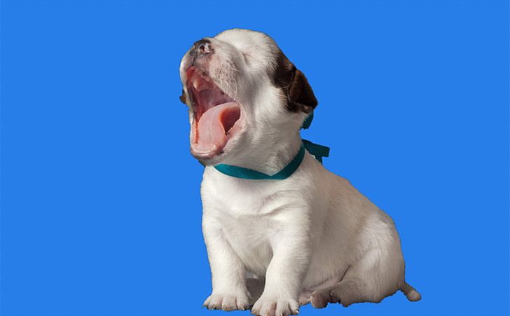 Puppy Night Humour PNG, Clipart, Animals, Background, Blue, Carnivoran, Cartoon Puppy Free PNG Download