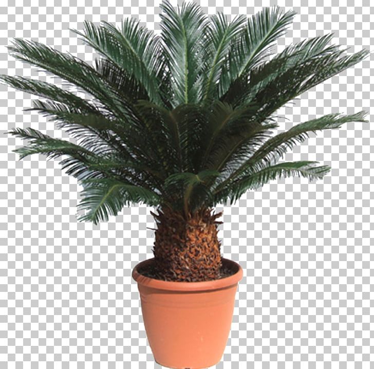 Sago Palm Cycad Houseplant Howea Forsteriana Metroxylon Sagu PNG, Clipart, Arecaceae, Arecales, Bonsai, Chlorophytum Comosum, Cycad Free PNG Download