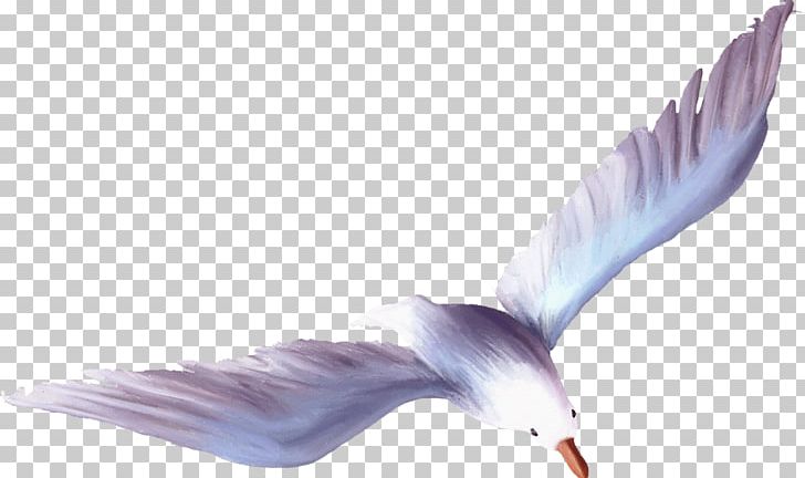 Wing Feather Purple Beak PNG, Clipart, Beak, Bird, Cartoon Seagull, Feather, Flying Seagull Free PNG Download