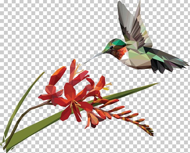 Hummingbird Coppertips Artist Beak PNG, Clipart, Art, Artist, Beak, Bird, Coppertips Free PNG Download