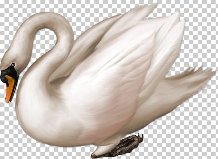 Black Swan Bird PNG, Clipart, Animal, Animals, Beak, Canadian Goose, Cartoon Goose Free PNG Download