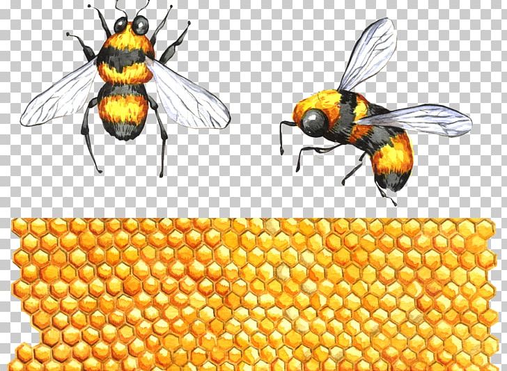 Honey Bee Insect Apidae PNG, Clipart, Animal, Animals, Apidae, Apitoxin, Arthropod Free PNG Download