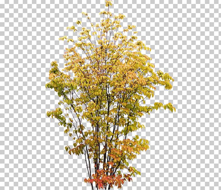 Shrub Twig Tree Plant PNG, Clipart, Allday, Animaatio, Autumn, Birch, Branch Free PNG Download