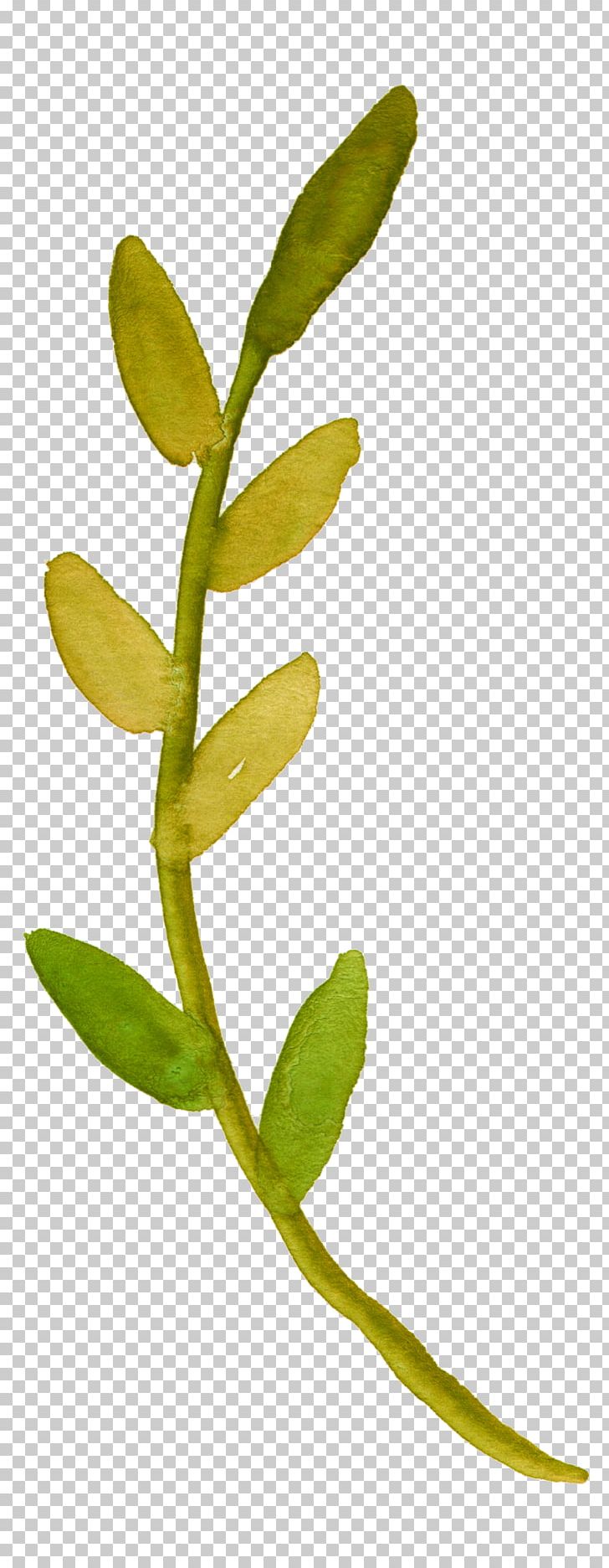 Watercolor Painting Plant Stem Flower Leaf PNG, Clipart, Botanical Illustration, Branch, Clip Art, Color, Drawing Free PNG Download
