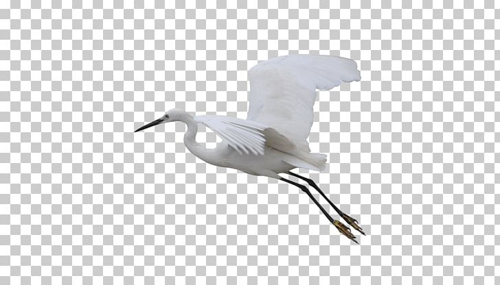 Bird Crane Wader Goose Cygnini PNG, Clipart, Anatidae, Animal, Beak, Bird, Charadriiformes Free PNG Download