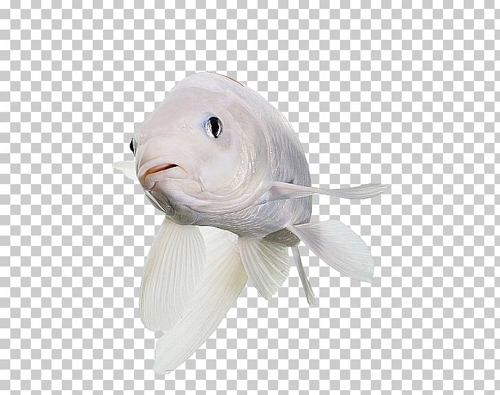 Koi Fish Pet Rabbit Portable Network Graphics PNG, Clipart, Albinism, Animals, Carp, Common Carp, Duck Free PNG Download
