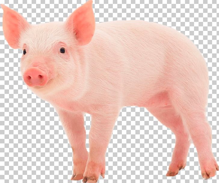 Oink PNG, Clipart, Amazon.com, Amazoncom, Animal Feed, Animals, Board Book Free PNG Download