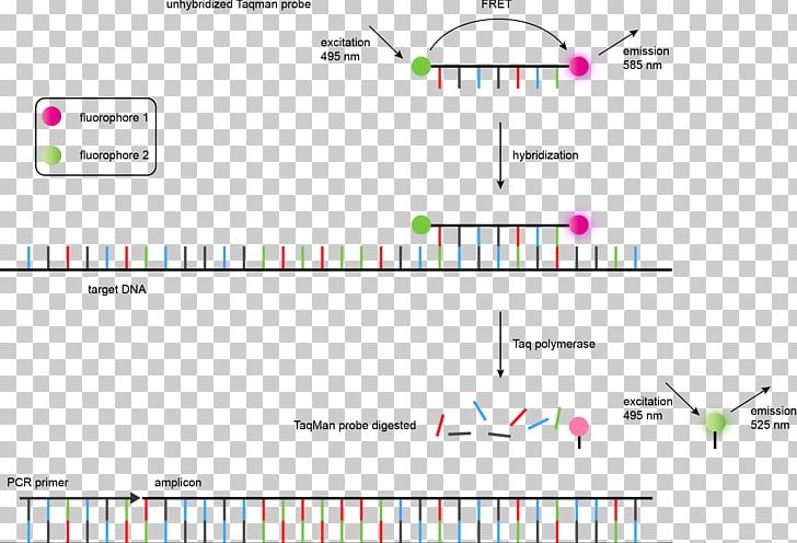TaqMan Real-time Polymerase Chain Reaction Microsatellite Single-nucleotide Polymorphism PNG, Clipart, Angle, Circle, Computer Program, Dna, Miscellaneous Free PNG Download