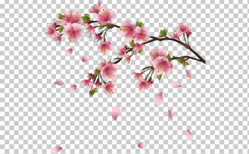 Cherry Blossom PNG, Clipart, Blossom, Branch, Cherry Blossom, Flower, Petal Free PNG Download
