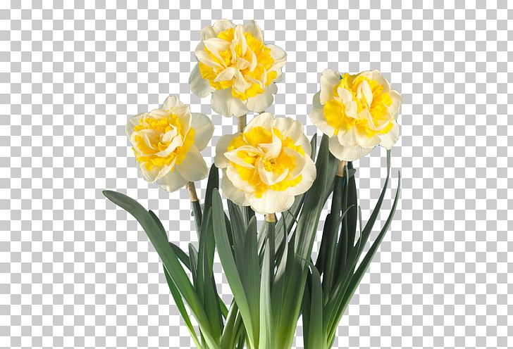 Daffodil Fa. Bisschops Cut Flowers Plant PNG, Clipart, Amaryllis Family, Artificial Flower, Cut Flowers, Daffodil, Dahlia Free PNG Download