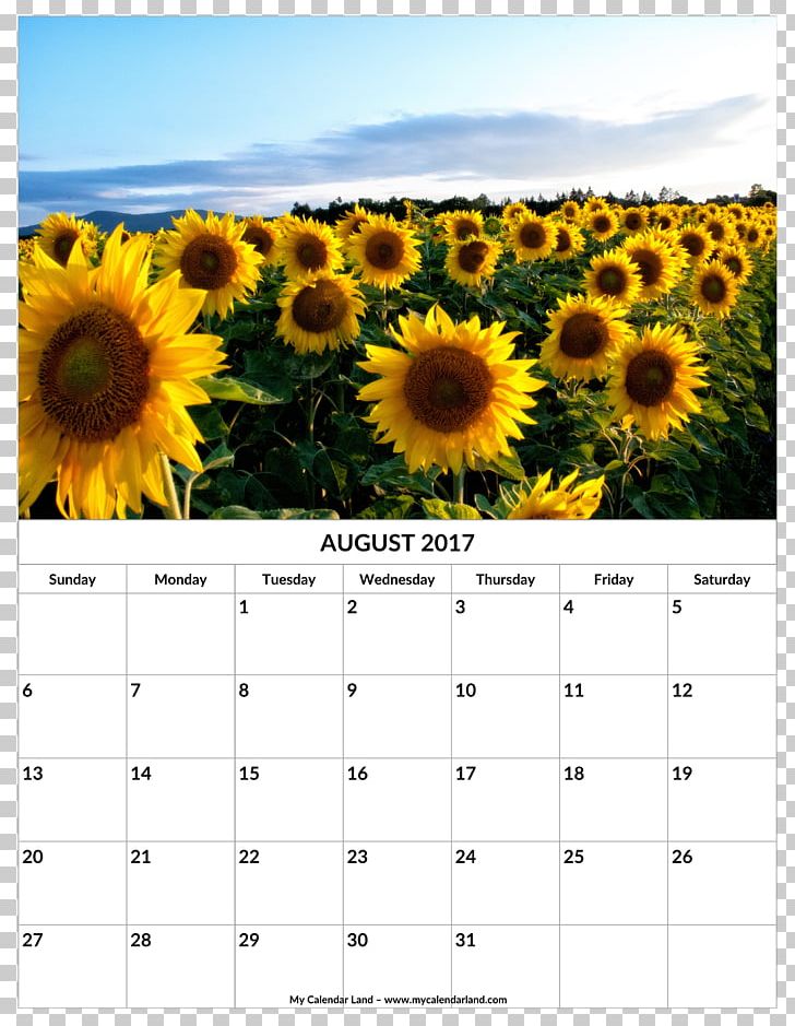 Desktop Common Sunflower High-definition Television PNG, Clipart, 4k Resolution, 720p, 1080p, Calendar, Common Sunflower Free PNG Download