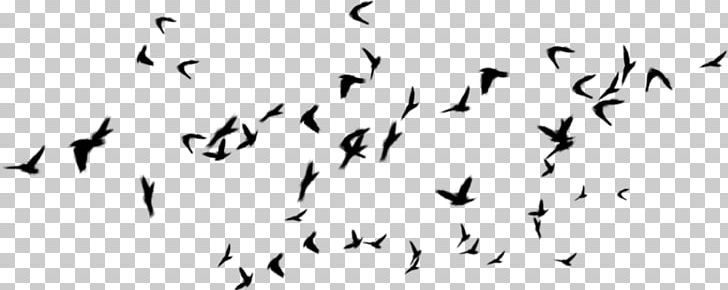 Bird Flock Desktop Digital PNG, Clipart, Angle, Animal Migration, Animals, Area, Avatan Plus Free PNG Download