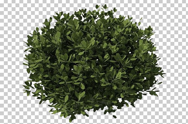 Bush Dark Green PNG, Clipart, Bushes And Branches, Nature Free PNG Download