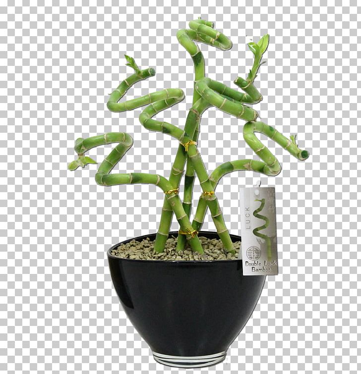 Fig Trees Houseplant Flowerpot PNG, Clipart, Bambusa, Fig Trees, Flowerpot, Grass, Height Free PNG Download