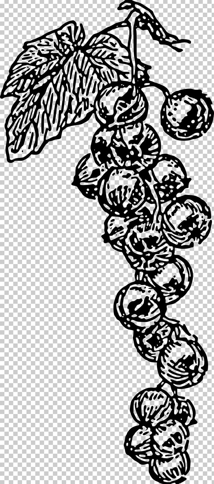 Common Grape Vine Zante Currant PNG, Clipart, Black And White, Blackcurrant, Branch, Computer Icons, Drawing Free PNG Download