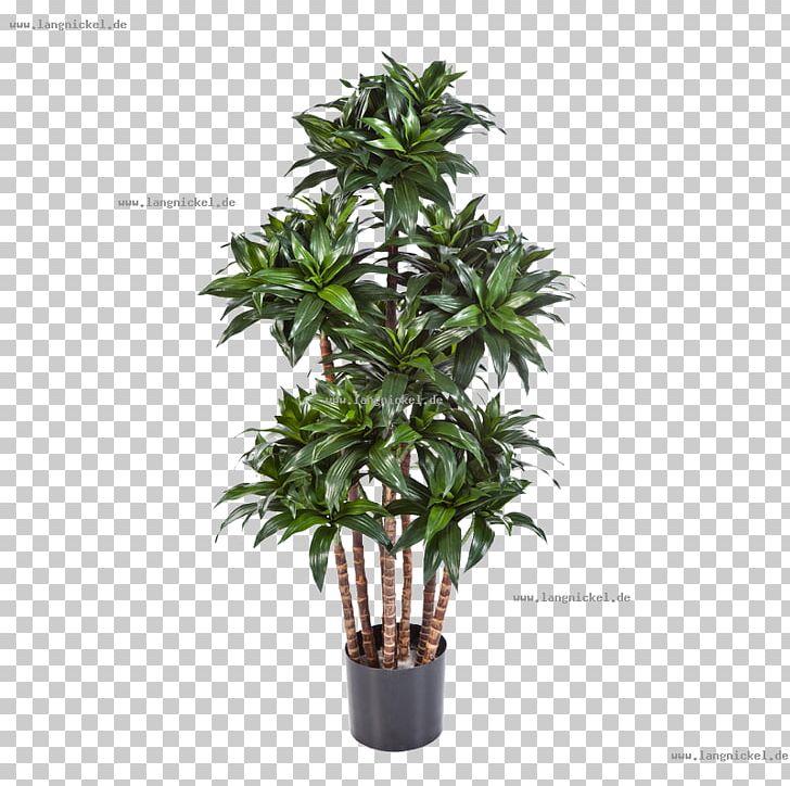 Dracaena Fragrans Tree Plant Flowerpot Leaf PNG, Clipart, Centimeter, Dracaena, Dracaena Fragrans, Evergreen, Flowerpot Free PNG Download