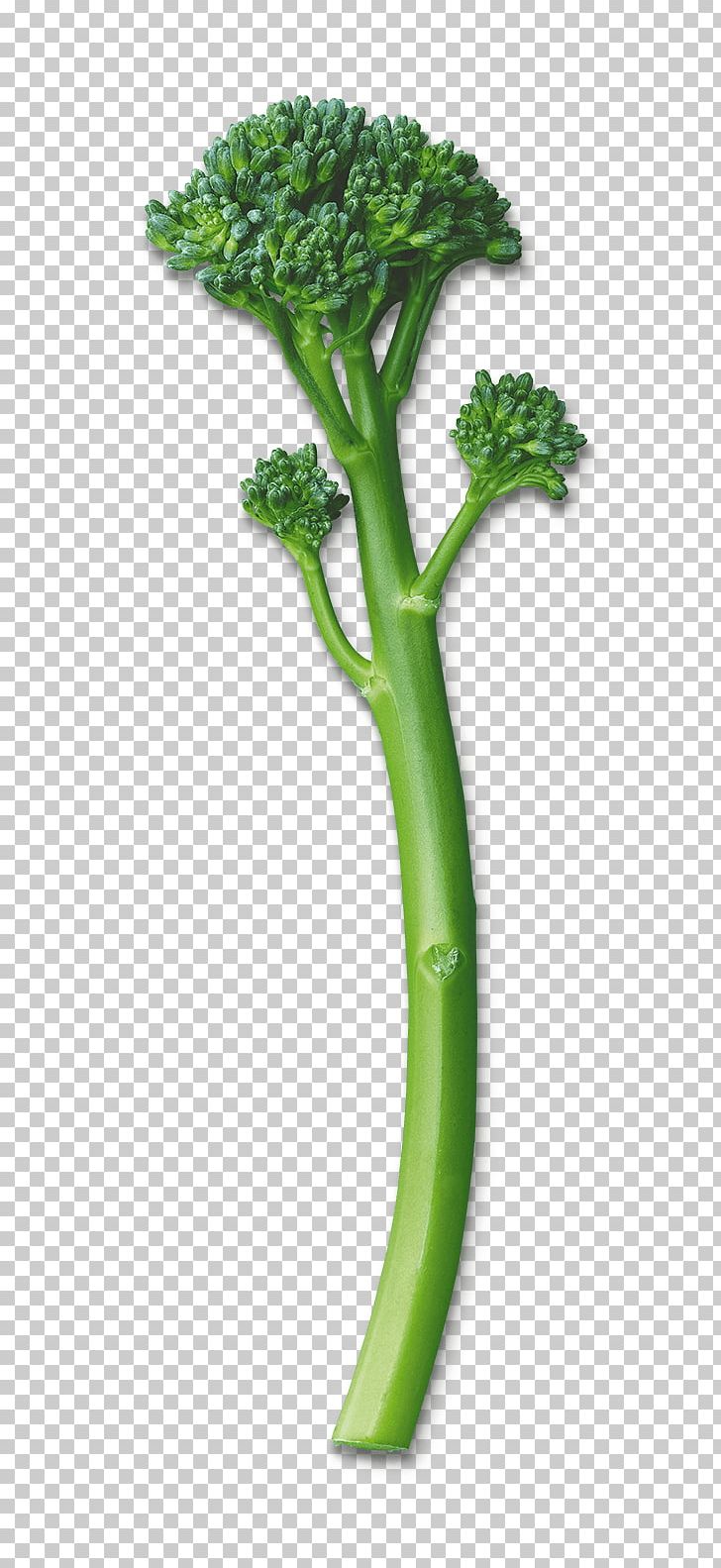 Rapini Broccolini Leaf Vegetable PNG, Clipart, Brassica Oleracea, Broccoli, Broccolini, Butter, Chili Pepper Free PNG Download
