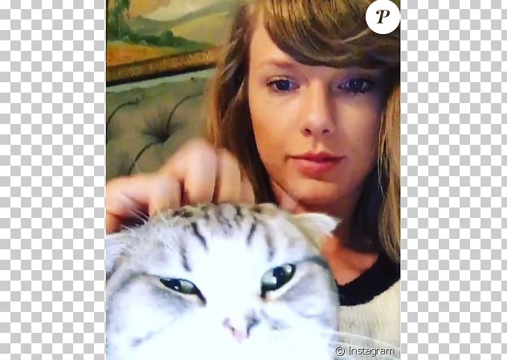 Taylor Swift Whiskers Cat Kitten Eyelash PNG, Clipart, Cat, Cat Like Mammal, Ear, Eye, Eyebrow Free PNG Download