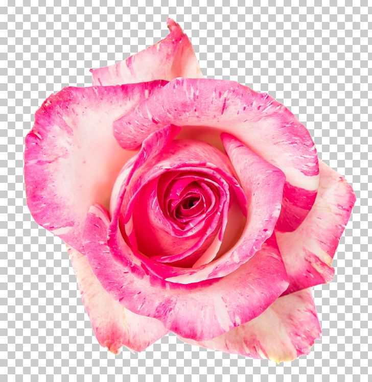 Garden Roses Cabbage Rose Floribunda Flower Bouquet Cut Flowers PNG, Clipart, Closeup, Cut Flowers, Drawing, Floribunda, Flower Free PNG Download