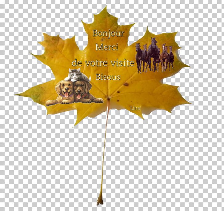 Maple Leaf PNG, Clipart, Catechism, Leaf, Maple, Maple Leaf, Plant Free PNG Download