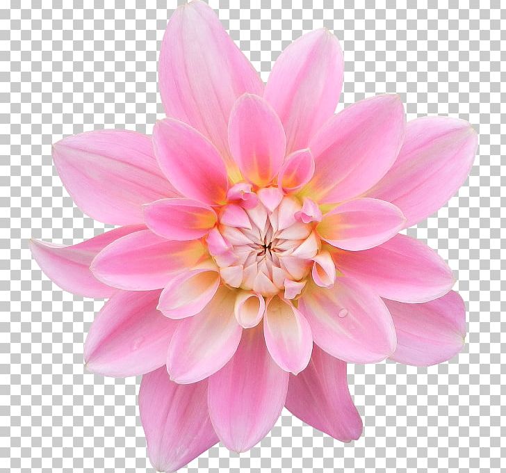 Dahlia Painting Photography Pink Flowers PNG, Clipart, Art, Dahlia, Daisy Family, Digital, Download Free PNG Download