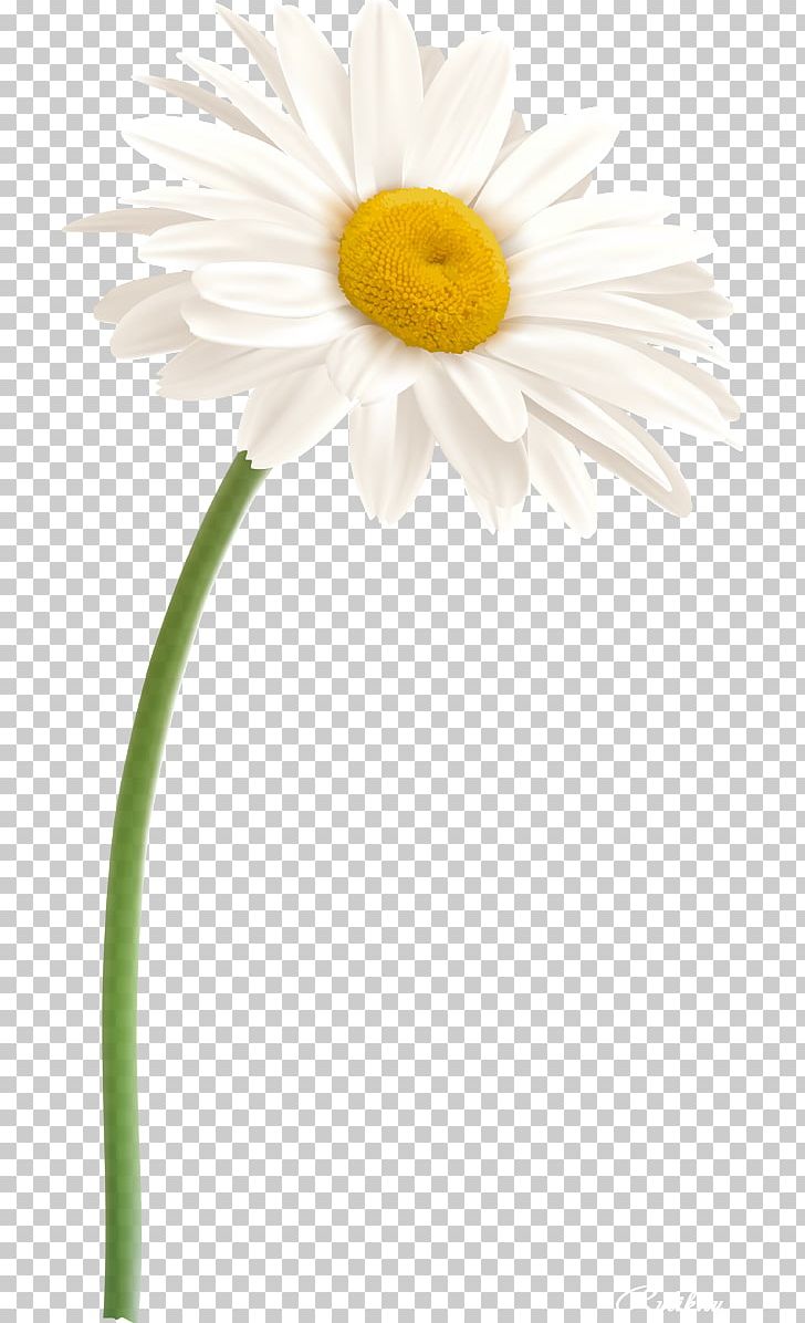 Daisy Family Oxeye Daisy Flower German Chamomile PNG, Clipart, Camomile, Chamomile, Cut Flowers, Daisy, Daisy Family Free PNG Download