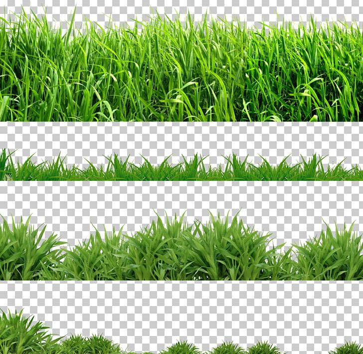 Lawn Computer Icons PNG, Clipart, Artificial Turf, Chrysopogon Zizanioides, Clip Art, Commodity, Computer Icons Free PNG Download