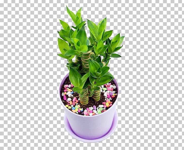 Lucky Bamboo Plant PNG, Clipart, Adobe Illustrator, Bamboe, Bamboo, Bamboo Leaves, Bamboo Tree Free PNG Download