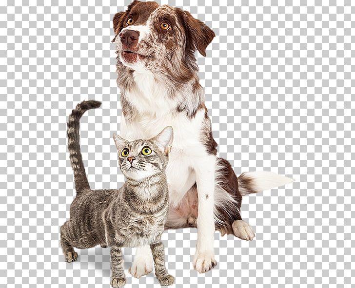 Whiskers Dog–cat Relationship Border Collie Pet Sitting PNG, Clipart, Animals, Border Collie, Cat, Cat And Dog, Cat Like Mammal Free PNG Download