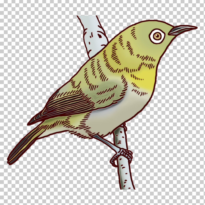 Feather PNG, Clipart, Beak, Bunting, Common Nightingale, Cuckoos, Feather Free PNG Download