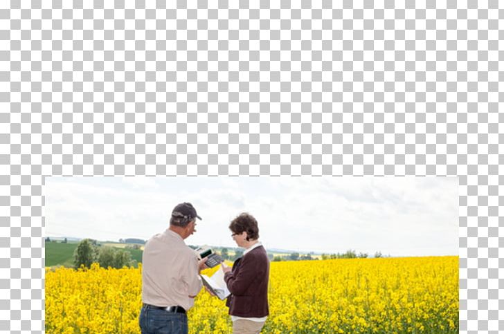 Canola Stock Photography PNG, Clipart, Agriculture, Brassica, Canola, Common Sunflower, Crop Free PNG Download