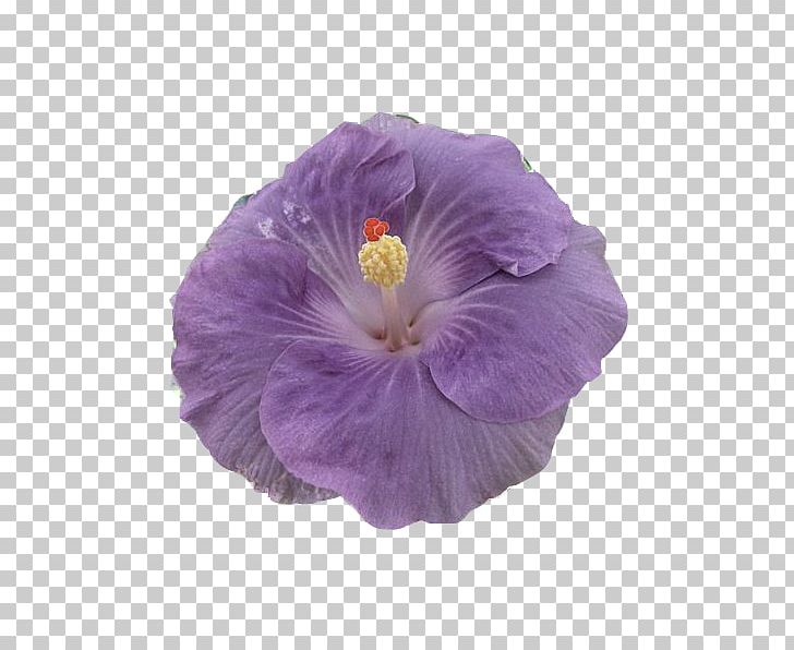 Rosemallows Violet Herbaceous Plant Plants Violaceae PNG, Clipart, Flower, Flowering Plant, Herbaceous Plant, Hibiscus, Lilac Free PNG Download