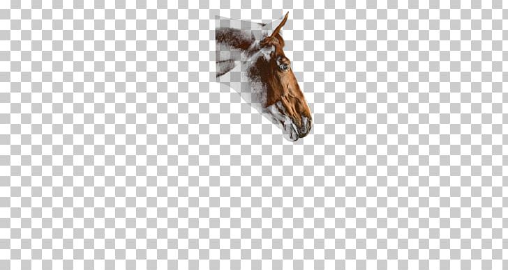 Snout PNG, Clipart, Cabal, Others, Snout Free PNG Download