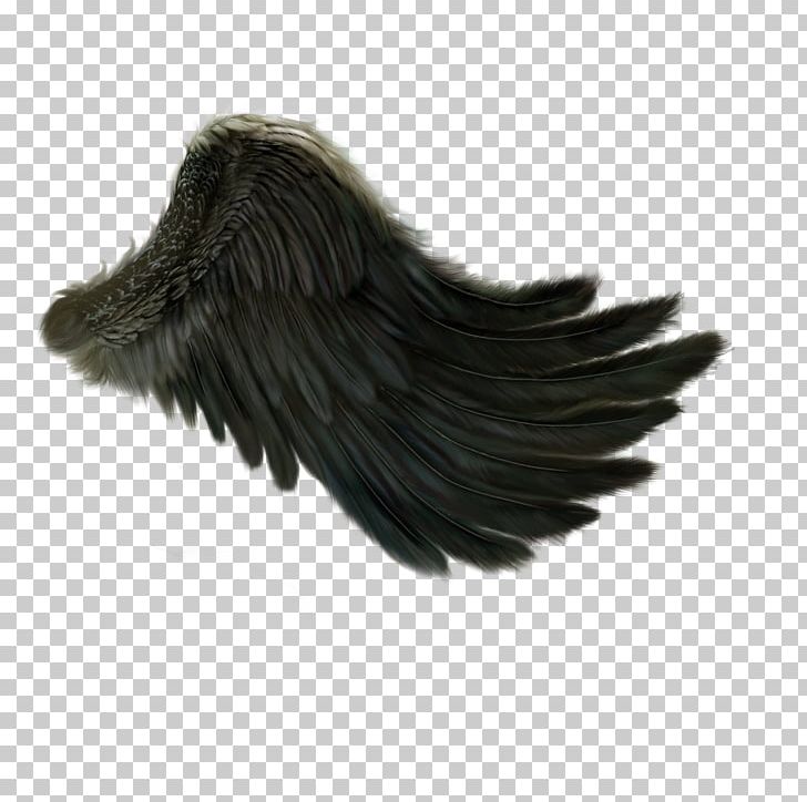 Angel Wing PNG, Clipart, Angel, Angel Wing, Animals, Beak, Black Free PNG Download