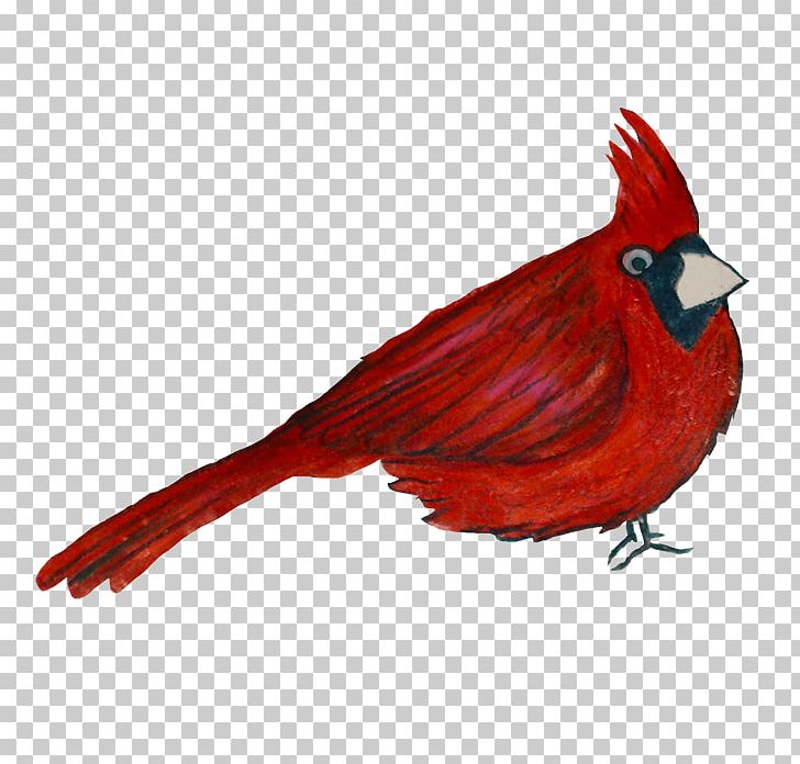 Galliformes Fauna Beak Feather PNG, Clipart, Animals, Beak, Bird, Bird Of Paradise, Cardinal Free PNG Download