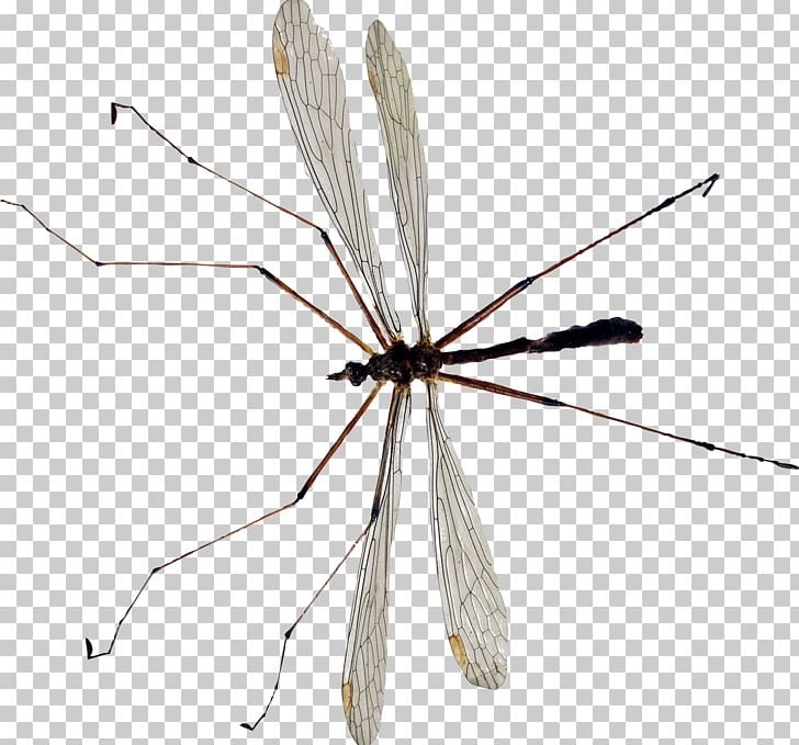 Mosquito PNG, Clipart, Mosquito Free PNG Download