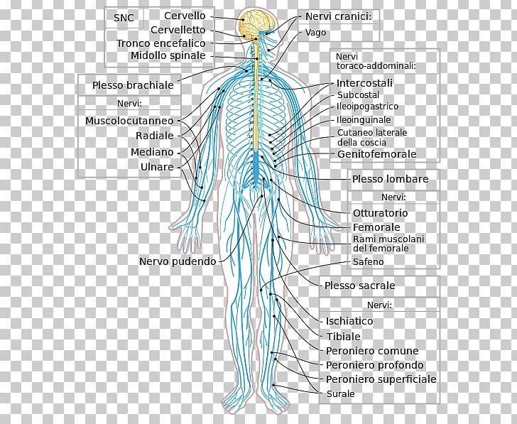 Peripheral Nervous System Nerve Human Body Central Nervous System PNG, Clipart, Abdomen, Anatomy, Angle, Arm, Central Nervous System Free PNG Download