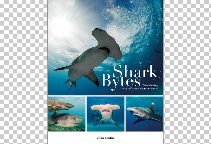 Shark Bytes: Tales Of Diving With The Bizarre And The Beautiful Common Bottlenose Dolphin Amazing Diving Stories: Incredible Tales From Deep Beneath The Sea Wholphin PNG, Clipart, Animal, Animals, Common Bottlenose Dolphin, Computer Wallpaper, Fauna Free PNG Download