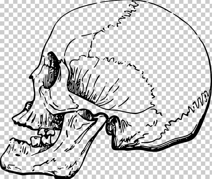 Skull Bone PNG, Clipart, Arm, Art, Artwork, Black And White, Bone Free PNG Download