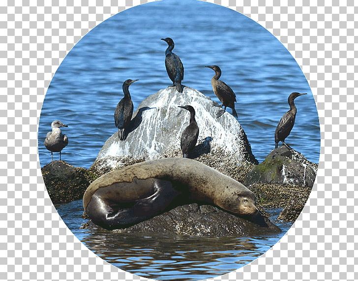 California Sea Lion Duck Killer Whale PNG, Clipart, Animal, Animals, Beak, Bird, California Sea Lion Free PNG Download