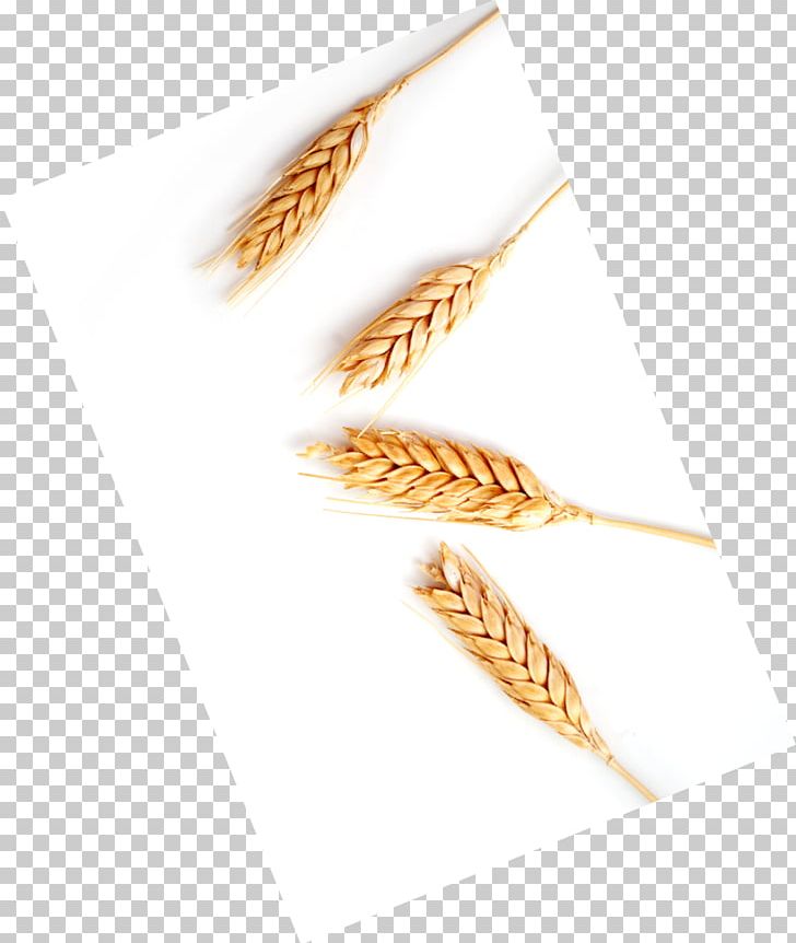 Food Grain Emmer Cereal Germ Grasses PNG, Clipart, Cereal, Cereal Germ, Commodity, Embryo, Emmer Free PNG Download