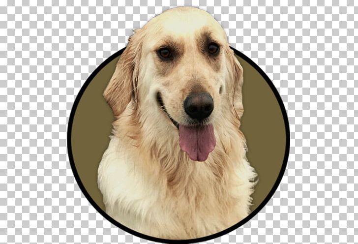 Golden Retriever PAX YouTuber Drawing PNG, Clipart,  Free PNG Download