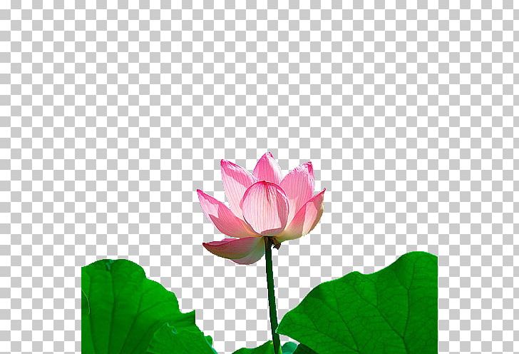 Nelumbo Nucifera U756bu8377u82b1 Leaf PNG, Clipart, Aquatic Plant, Autumn Leaf, Computer Wallpaper, Encapsulated Postscript, Flower Free PNG Download