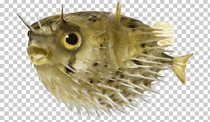 Pufferfish Long-spine Porcupinefish Stock Photography PNG, Clipart, Alamy, Diodon, Fauna, Fish, Fugu Free PNG Download