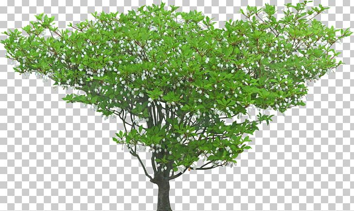 Shrub Tree Macizos De Flores Plant PNG, Clipart, Branch, Download, Flores, Garden, Grass Free PNG Download