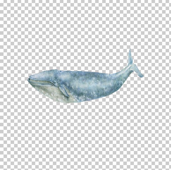 Blue Whale Sea Ocean PNG, Clipart, Animal, Animals, Aqua, Blue, Blue Whale Free PNG Download