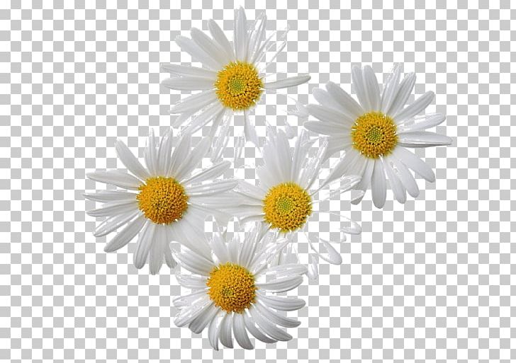 Chamomile Computer Icons PNG, Clipart, Aster, Chamaemelum Nobile, Chamomile, Chrysanths, Computer Icons Free PNG Download